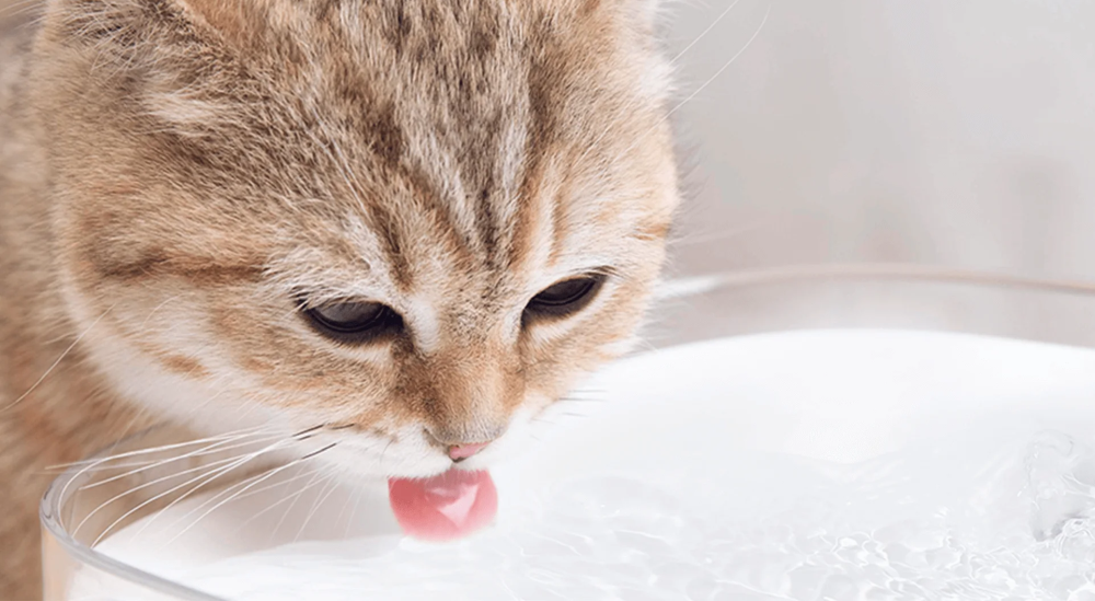 Xiaomi Smart Pet Fountain EU