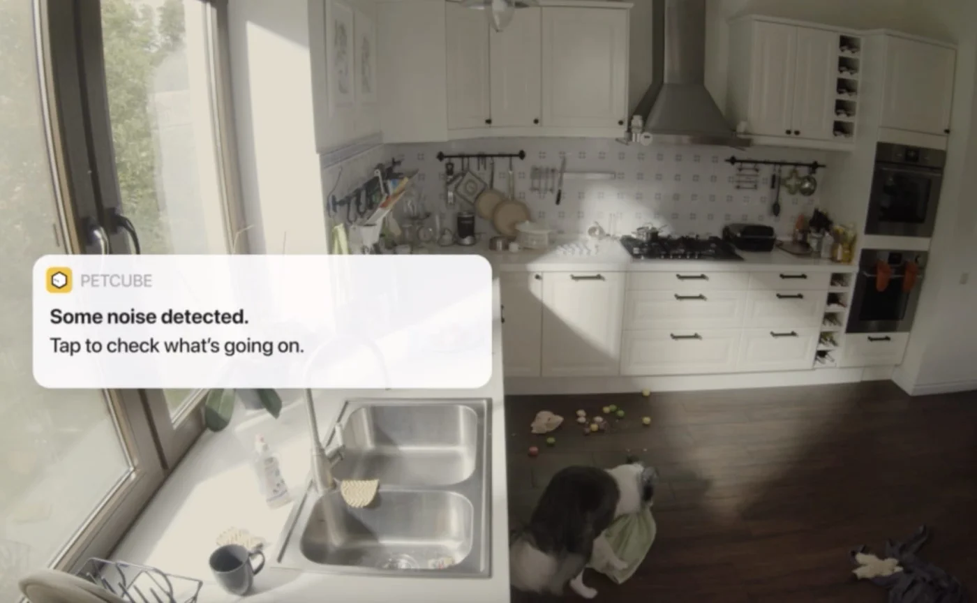 PETCUBE CAM INDOOR WI-FI TIER- UND SICHERHEITSKAMERA