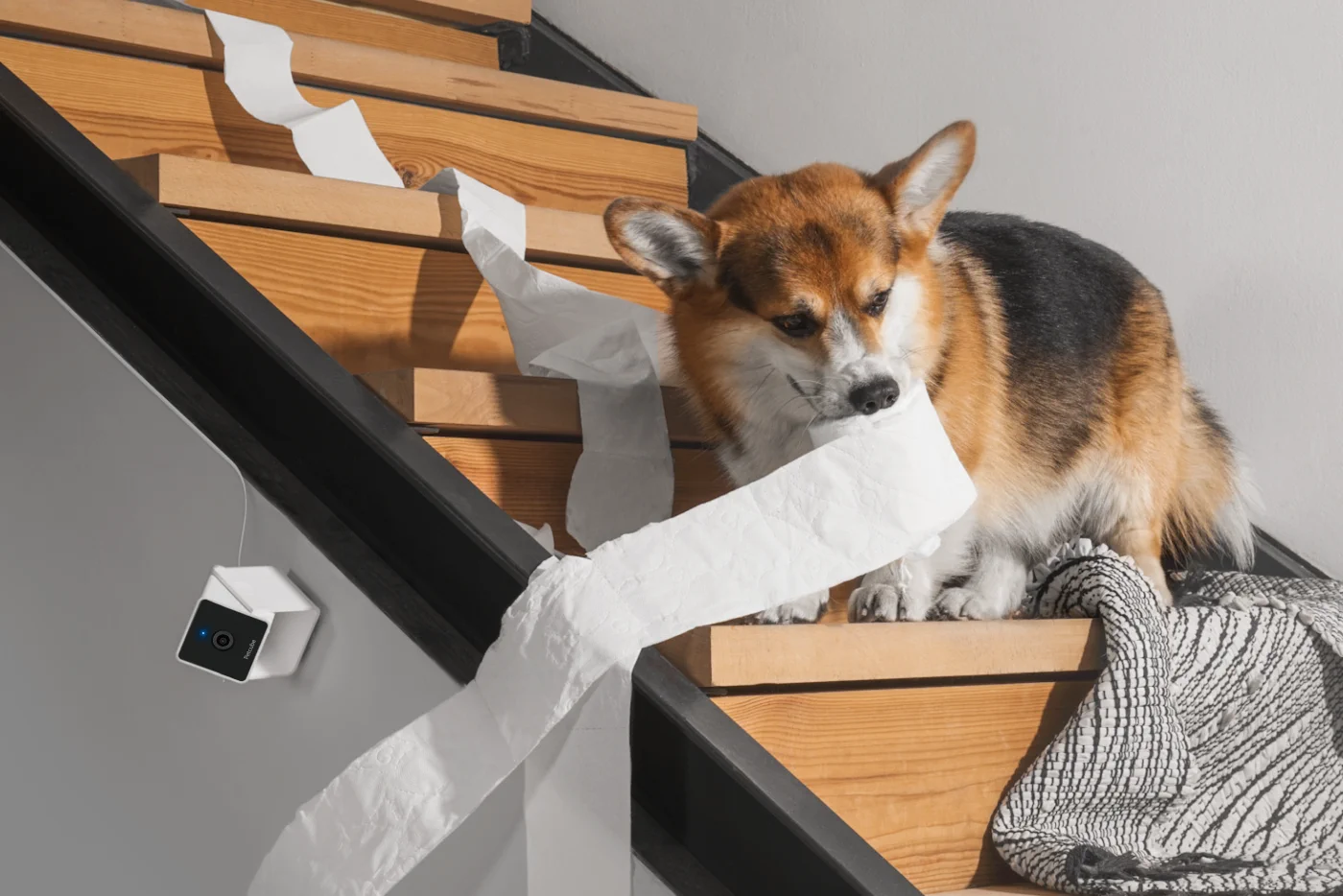 PETCUBE CAM INDOOR WI-FI TIER- UND SICHERHEITSKAMERA