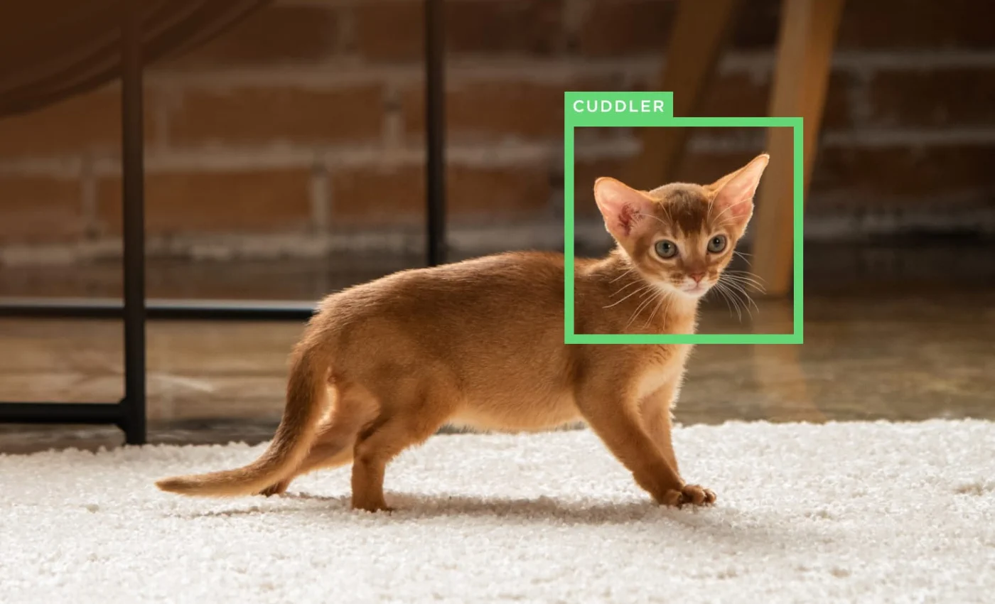 PETCUBE BITES 2 LITE CÂMARA DE MONITORIZAÇÃO INTERACTIVA WIFI PARA ANIMAIS DE ESTIMAÇÃO