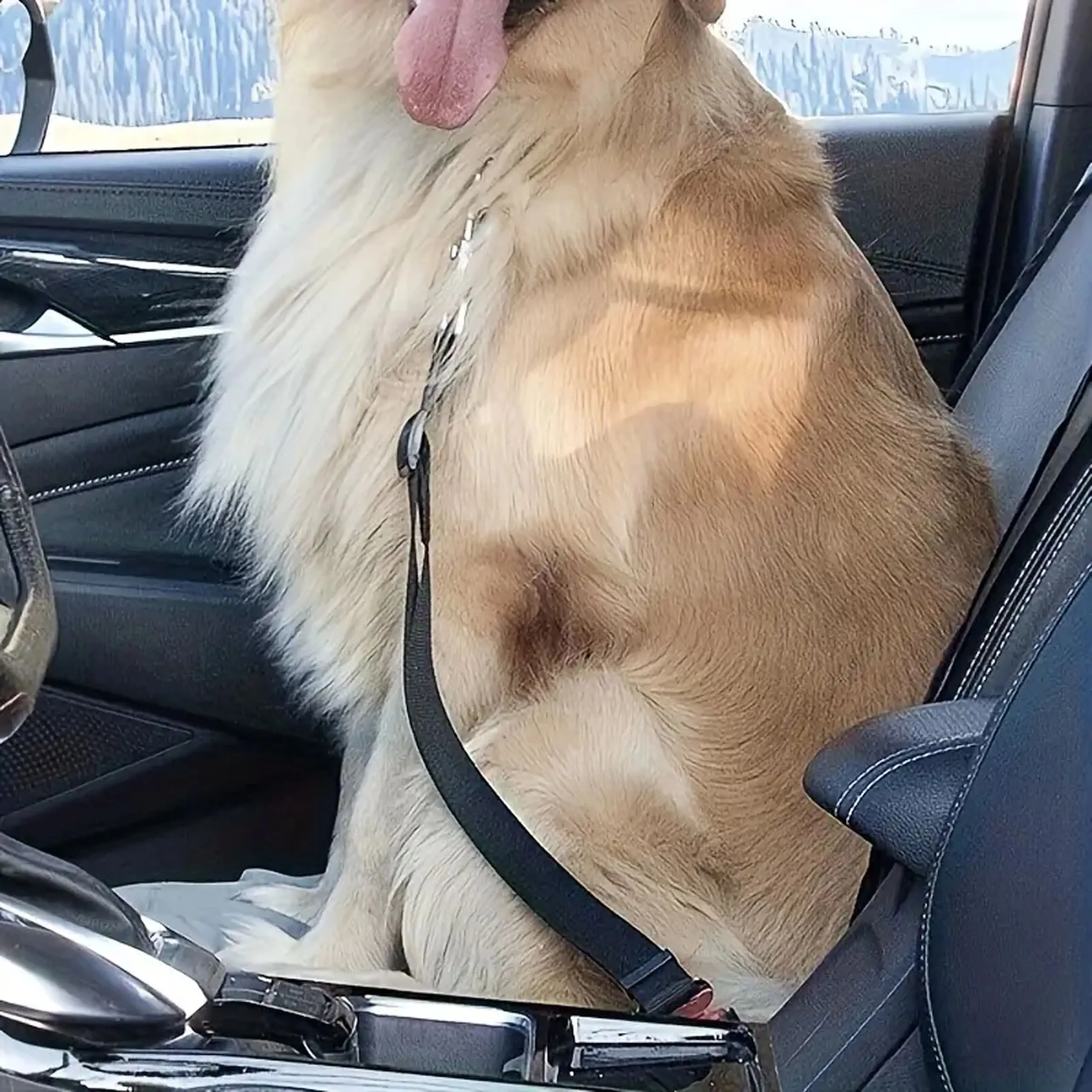 EXTRALINK PETS PAS BEZPIECZEŃSTWA DLA PSA KOTA DO SAMOCHODU SMYCZ REGULOWANA DO AUTA PET-740