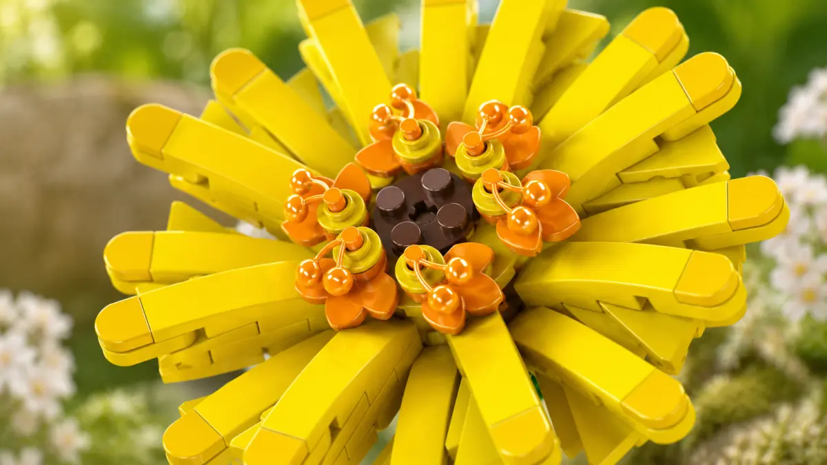 Close do centro de uma flor amarela de blocos com n&uacute;cleo castanho e detalhes laranja.